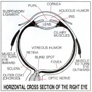 Science of Vision - The Human Eye